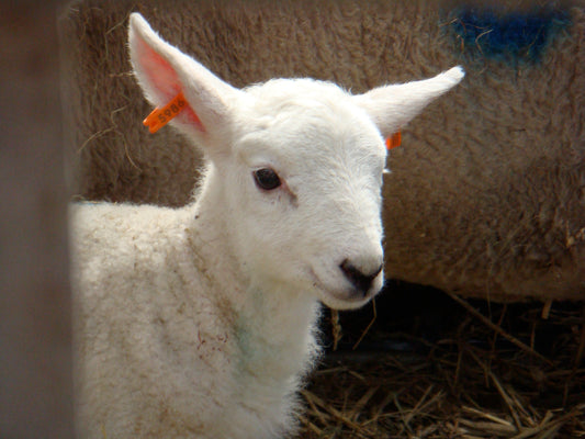a spring day out - lambing season