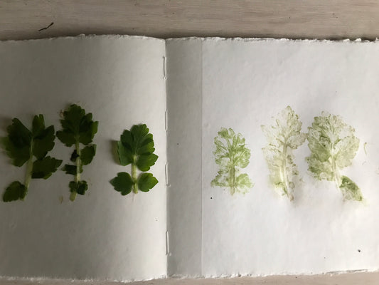 botanic printing: the art of transferring plants