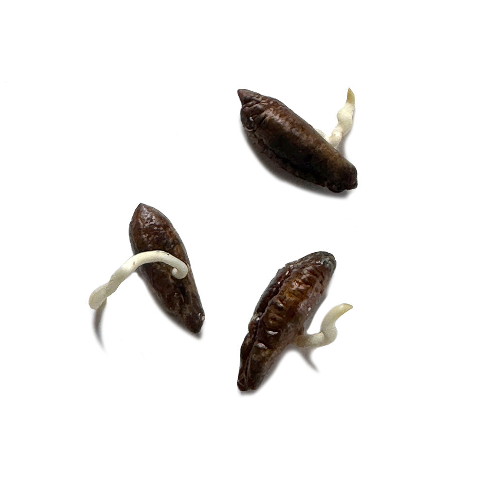 germinated date stones