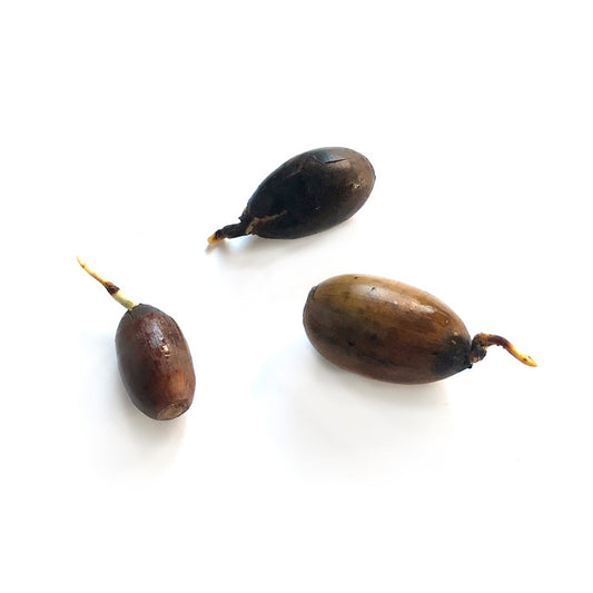 germinated acorn