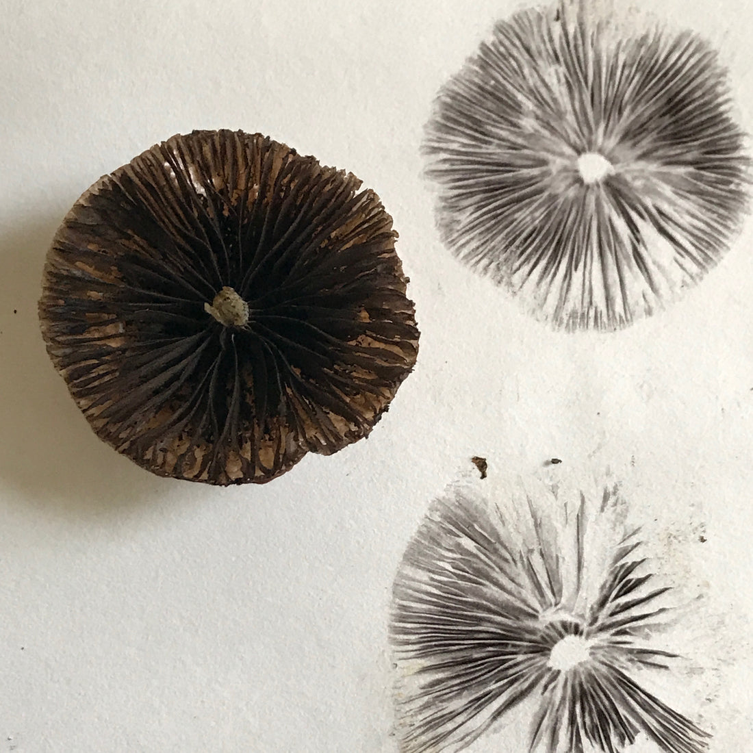 autumn activity - mushroom spore printing