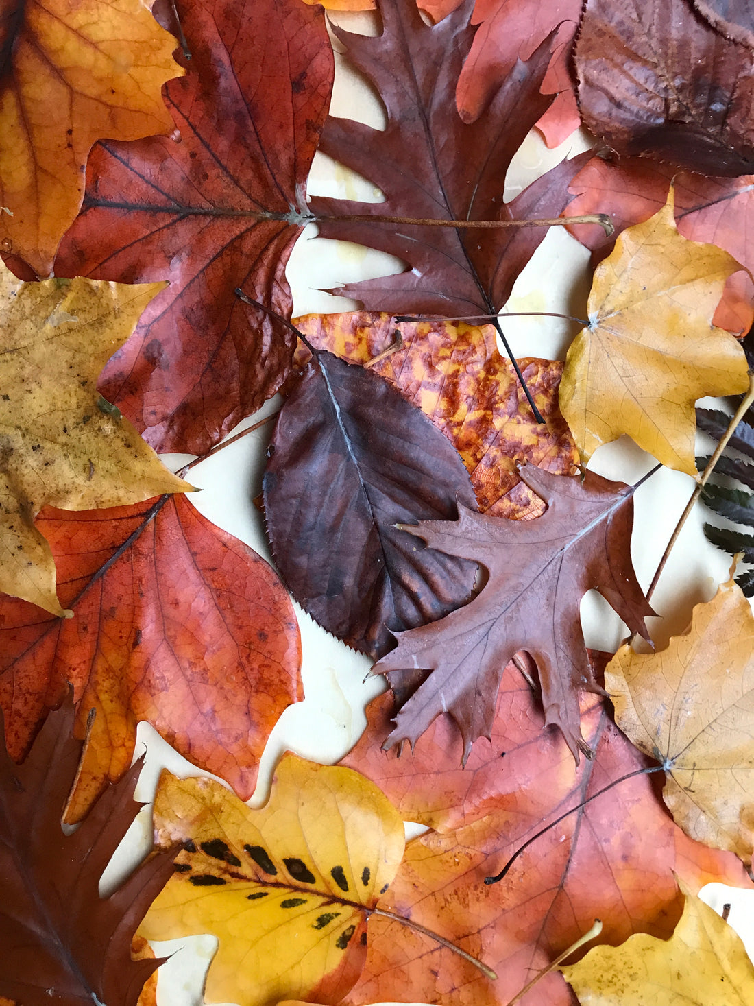 autumn activity: waxing leaves