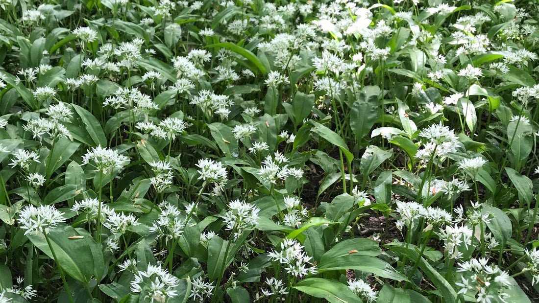 foraging with children - spring