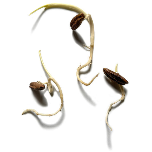 germinated date stone - advanced