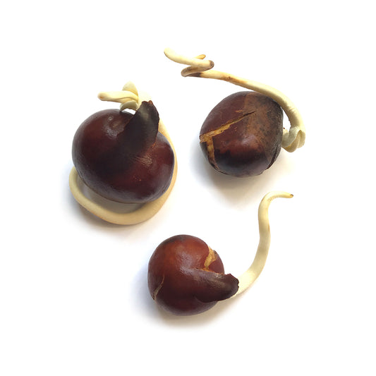 germinated conker